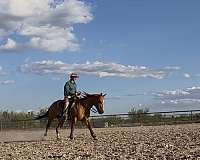 dun-zebra-striping-horse