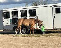 zebra-striping-horse
