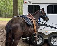 tennessee-walking-horse-for-sale