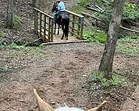 tennessee-walking-horse