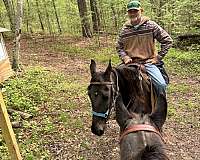 tennessee-walking-mare