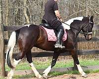 dressage-friesian-horse