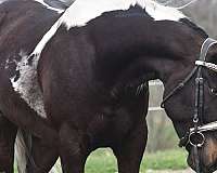 eventing-friesian-horse