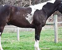 experienced-friesian-horse