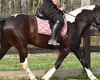 field-hunter-friesian-horse