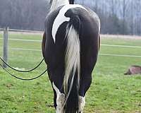 husband-safe-friesian-horse