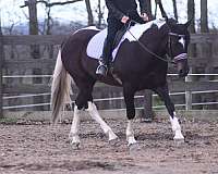 jumper-friesian-horse