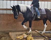 jumping-friesian-horse