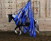 kid-safe-friesian-horse