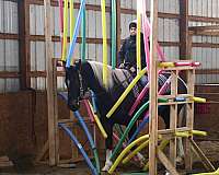 lesson-friesian-horse