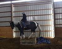 ridden-western-friesian-horse