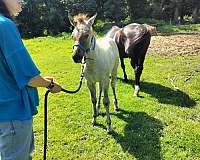 back-pastern-ahite-horse