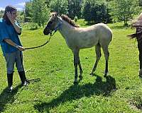 grulla-back-pastern-ahite-horse