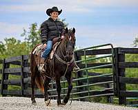 bay-roan-morgan-gelding
