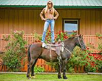 bay-roan-morgan-horse