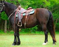 bay-roan-morgan