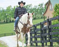 all-around-paint-horse