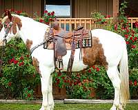 beginner-paint-horse