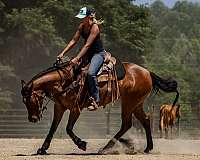 athletic-quarter-horse