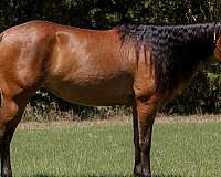 playday-quarter-horse