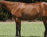 ranch-quarter-horse