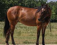 ranch-versatility-quarter-horse