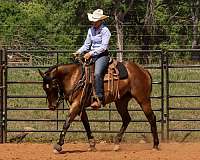 ranch-work-quarter-horse