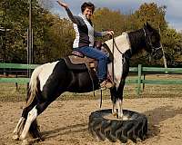 black-white-horse