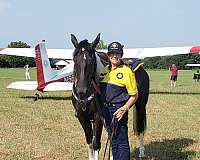 experienced-spotted-saddle-horse
