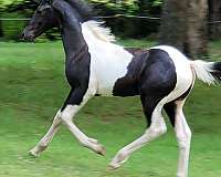 gaited-spotted-saddle-horse
