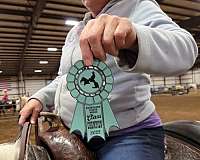 all-vaccines-spotted-saddle-horse