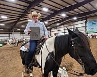 and-ranch-spotted-saddle-horse