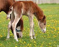 babies-chincoteague-pony