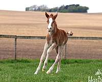 14-hand-chincoteague-pony-colt