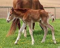 baby-chincoteague-pony