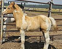 bending-colt