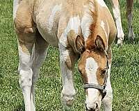 reining-stallion-paint-horse