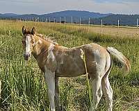 breakaway-colt