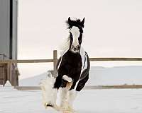 gypsy-vanner-horse-for-sale