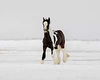 gypsy-vanner-horse