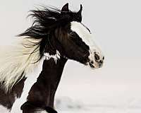 gypsy-vanner-filly