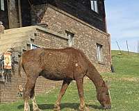 rescue-bashkir-curly-curly-horse