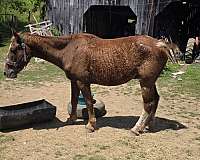 bashkir-curly-curly-gelding