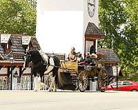 companion-draft-horse
