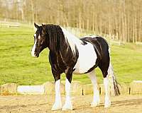 athletic-draft-horse