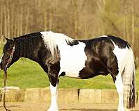 beginner-draft-horse