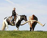 cross-draft-horse
