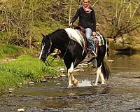 finished-draft-horse
