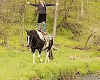 flashy-draft-horse