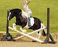 harness-draft-horse